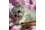 オンライン見学